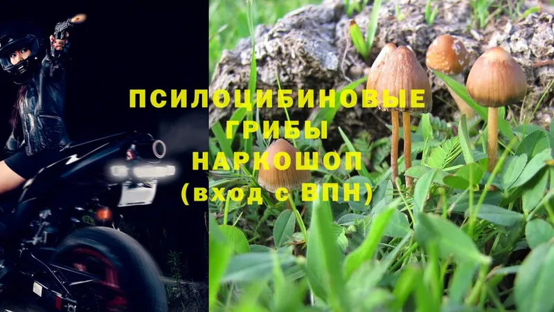 Псилоцибиновые грибы MAGIC MUSHROOMS  Карабулак 